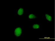 H00140838-B01 - NANP
