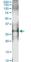 H00143471-D01 - PSMA8