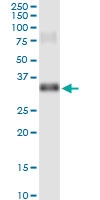 H00145258-D01 - Homeobox protein goosecoid / GSC
