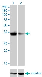H00145258-M03 - Homeobox protein goosecoid / GSC