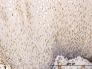 H00152503-M01 - SH3D19