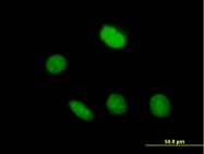 H00166793-B01P - ZNF509