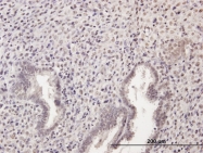 H00221504-B01 - ZBTB9
