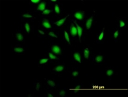 H00266747-B01P - RGL4 / RGR