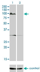 H00283455-M08 - Kinase suppressor of Ras 2