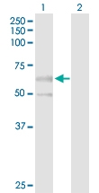H00333926-D01P - Protein phosphatase 1J / PPM1J