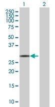 H00338879-B01 - RNASE10