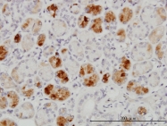 H00339122-M01 - RAB43