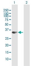 H00415117-B01P - Syntaxin 19 / STX19