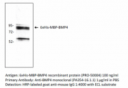 MAB-005 - BMP4
