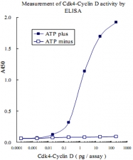 MAB0005 - Retinoblastoma-associated protein / RB1