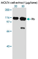 MAB0005 - Retinoblastoma-associated protein / RB1