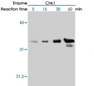 MAB0007 - CDC25C