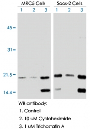 MAB0018 - TP53 / p53