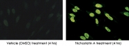 MAB0018 - TP53 / p53