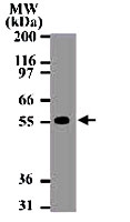 MAB0054 - CD261 / TRAILR1