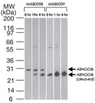 MAB0058 - ARHGDIB / D4-GDI