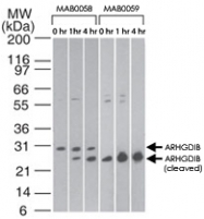 MAB0059 - ARHGDIB / D4-GDI