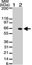 MAB0065 - AKT1 / PKB