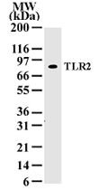 MAB0066 - CD282 / TLR2