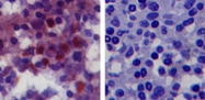 MAB0066 - CD282 / TLR2