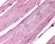 MAB0076 - Myogenin
