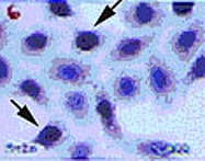 MAB0080 - DNMT3A