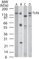 MAB0087 - CD289 / TLR9