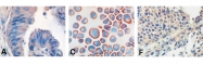 MAB0087 - CD289 / TLR9