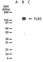 MAB0088 - CD283 / TLR3