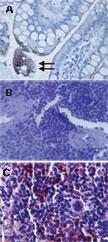 MAB0088 - CD283 / TLR3