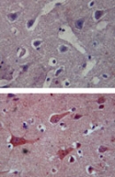 MAB0089 - CD288 / TLR8