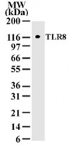 MAB0089 - CD288 / TLR8