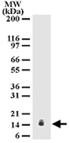 MAB0090 - Interleukin-25 / IL25