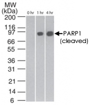 MAB0097 - PARP1
