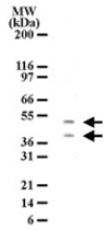 MAB0099 - HTRA2 / PRSS25