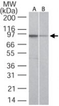 MAB0109 - TLR5