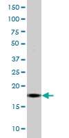 MAB0112 - Histone H3.1