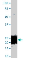 MAB0113 - Bcl-2-like 8