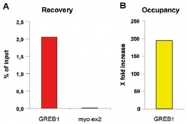 MAB0118 - Estrogen receptor alpha
