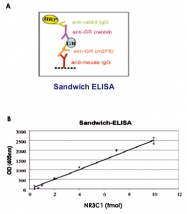 MAB0119 - Glucocorticoid receptor