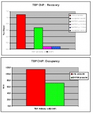 MAB0121 - TBP (TATA-box-binding protein)