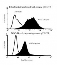 MAB0291 - CD271 / NGFR