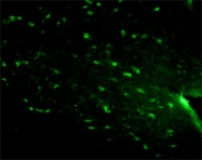 MAB0291 - CD271 / NGFR