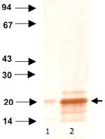 MAB0498 - Heat shock protein beta-6 / HSPB6