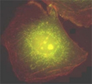 MAB0498 - Heat shock protein beta-6 / HSPB6