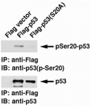 MAB0658 - TP53 / p53