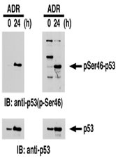 MAB0659 - TP53 / p53