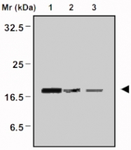 MAB0669 - Peroxiredoxin-5 / PRDX5