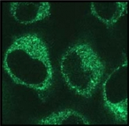MAB0670 - Peroxiredoxin-5 / PRDX5